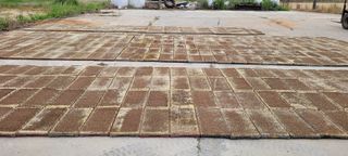 김효정님의 금쪽같은 내 작물 자랑하기 · 참여 작성글 사진