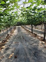 팜모닝 포도·자유게시판 게시글 이미지