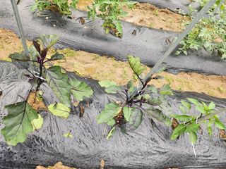 이원복님의 금쪽같은 내 작물 자랑하기 · 참여 작성글 사진