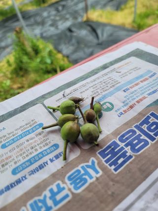 김성명님의 금쪽같은 내 작물 자랑하기 · 참여 작성글 사진