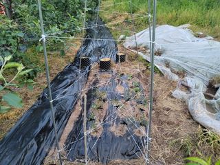 김성명님의 금쪽같은 내 작물 자랑하기 · 참여 작성글 사진