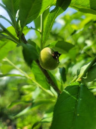 김성명님의 금쪽같은 내 작물 자랑하기 · 참여 작성글 사진