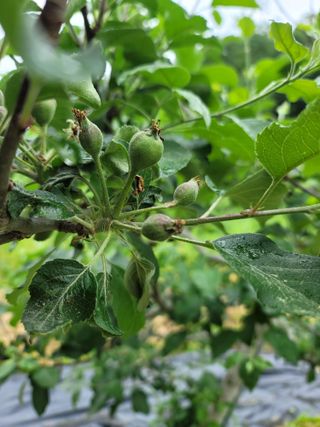 김성명님의 금쪽같은 내 작물 자랑하기 · 참여 작성글 사진