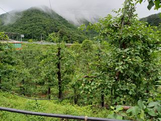 보공(김대호)님의 금쪽같은 내 작물 자랑하기 · 참여 작성글 사진