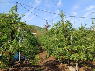 보공(김대호)님의 금쪽같은 내 작물 자랑하기 · 참여 작성글 사진