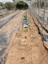 팜모닝 금쪽같은 내 작물 자랑하기·참여 게시글 이미지