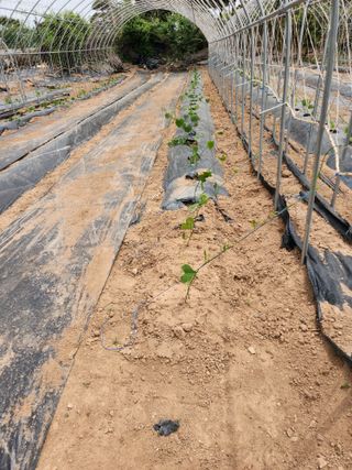 파랑새 농장님의 금쪽같은 내 작물 자랑하기 · 참여 작성글 사진