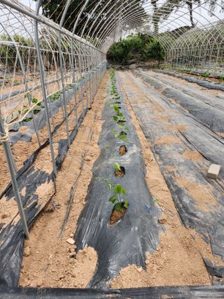 파랑새 농장님의 금쪽같은 내 작물 자랑하기 · 참여 작성글 사진