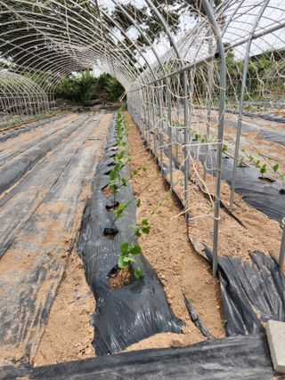 파랑새 농장님의 금쪽같은 내 작물 자랑하기 · 참여 작성글 사진