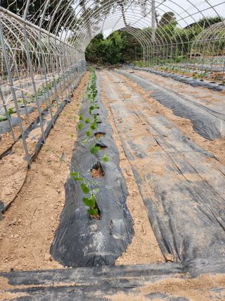 파랑새 농장님의 금쪽같은 내 작물 자랑하기 · 참여 작성글 사진