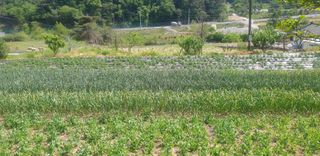 김근수님의 금쪽같은 내 작물 자랑하기 · 참여 작성글 사진