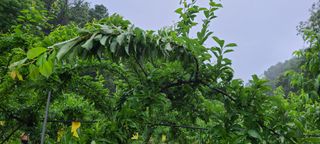 시연아빠님의 자두 · 병해충상담 작성글 사진