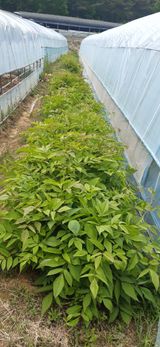 팜모닝 금쪽같은 내 작물 자랑하기·참여 게시글 이미지