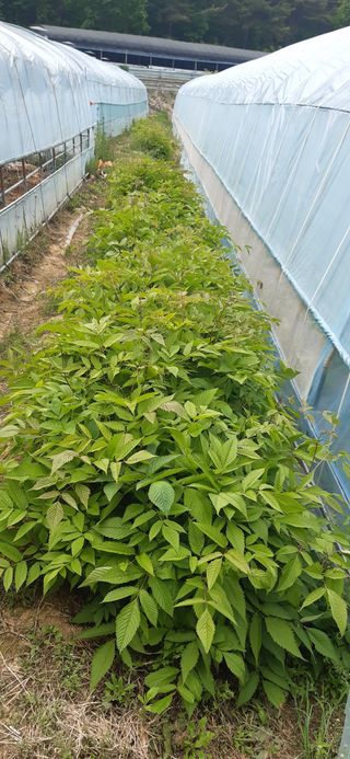 이승규님의 금쪽같은 내 작물 자랑하기 · 참여 작성글 사진