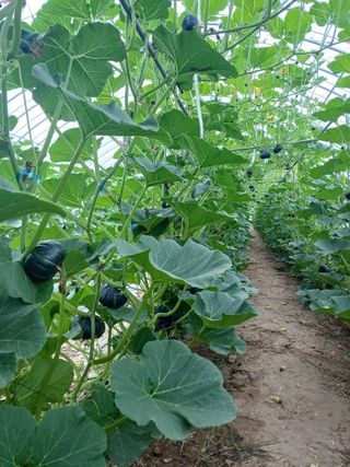 박병은님의 금쪽같은 내 작물 자랑하기 · 참여 작성글 사진