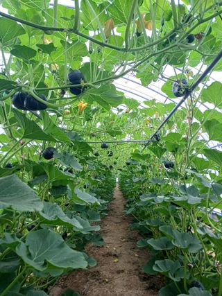 박병은님의 금쪽같은 내 작물 자랑하기 · 참여 작성글 사진