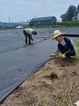 팜모닝 금쪽같은 내 작물 자랑하기·참여 게시글 이미지