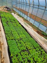 팜모닝 금쪽같은 내 작물 자랑하기·참여 게시글 이미지