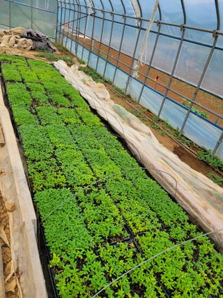 장미부인님의 금쪽같은 내 작물 자랑하기 · 참여 작성글 사진