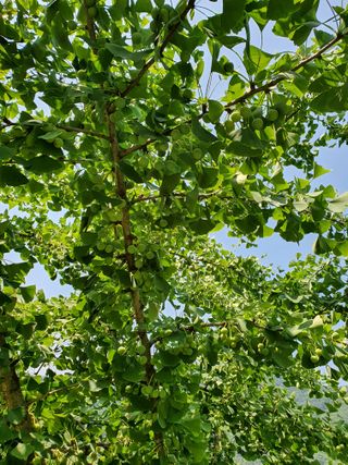 강릉농업귀신님의 금쪽같은 내 작물 자랑하기 · 참여 작성글 사진