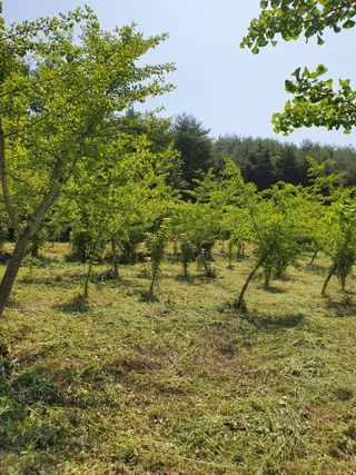 강릉농업귀신님의 금쪽같은 내 작물 자랑하기 · 참여 작성글 사진
