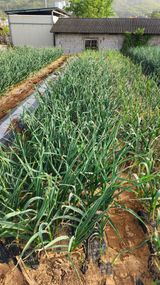 팜모닝 금쪽같은 내 작물 자랑하기·참여 게시글 이미지