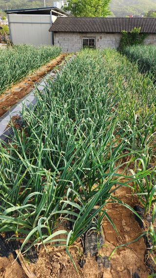 박재성님의 금쪽같은 내 작물 자랑하기 · 참여 작성글 사진