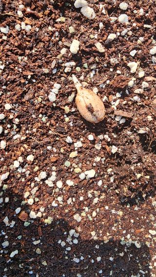 박재성님의 금쪽같은 내 작물 자랑하기 · 참여 작성글 사진