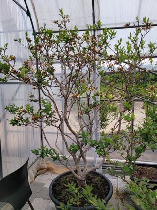 본트리님의 금쪽같은 내 작물 자랑하기 · 참여 작성글 사진