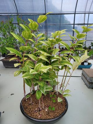 본트리님의 금쪽같은 내 작물 자랑하기 · 참여 작성글 사진