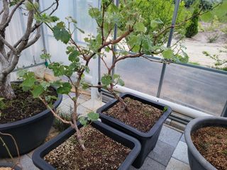 본트리님의 금쪽같은 내 작물 자랑하기 · 참여 작성글 사진