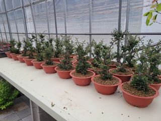 본트리님의 금쪽같은 내 작물 자랑하기 · 참여 작성글 사진