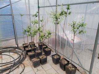 본트리님의 금쪽같은 내 작물 자랑하기 · 참여 작성글 사진