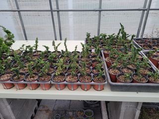 본트리님의 금쪽같은 내 작물 자랑하기 · 참여 작성글 사진