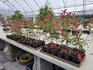 본트리님의 금쪽같은 내 작물 자랑하기 · 참여 작성글 사진