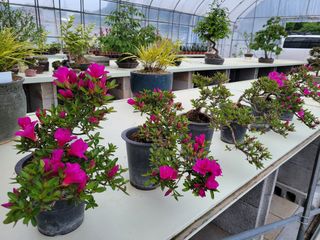 본트리님의 금쪽같은 내 작물 자랑하기 · 참여 작성글 사진