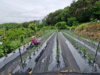 주*희님의 금쪽같은 내 작물 자랑하기 · 참여 작성글 사진