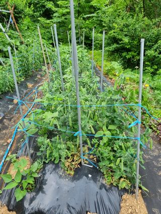 주*희님의 금쪽같은 내 작물 자랑하기 · 참여 작성글 사진