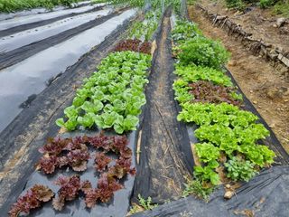 주*희님의 금쪽같은 내 작물 자랑하기 · 참여 작성글 사진