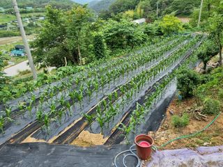 주*희님의 금쪽같은 내 작물 자랑하기 · 참여 작성글 사진