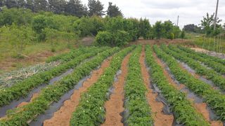 송하영님의 금쪽같은 내 작물 자랑하기 · 참여 작성글 사진