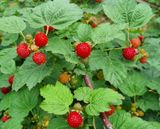 팜모닝 딸기·시세•판로 게시글 이미지