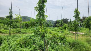 제부도그린농원님의 금쪽같은 내 작물 자랑하기 · 참여 작성글 사진