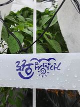 팜모닝 금쪽같은 내 작물 자랑하기·참여 게시글 이미지