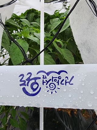 정 미라님의 금쪽같은 내 작물 자랑하기 · 참여 작성글 사진