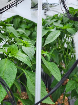 정 미라님의 금쪽같은 내 작물 자랑하기 · 참여 작성글 사진