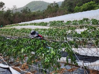 정 미라님의 금쪽같은 내 작물 자랑하기 · 참여 작성글 사진