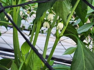 정 미라님의 금쪽같은 내 작물 자랑하기 · 참여 작성글 사진