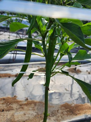 정 미라님의 금쪽같은 내 작물 자랑하기 · 참여 작성글 사진