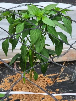 정 미라님의 금쪽같은 내 작물 자랑하기 · 참여 작성글 사진